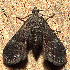 Elophila tinealis