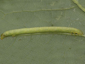 Melanolophia canadaria