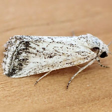 Leucocnemis variabilis