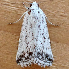 Leucocnemis variabilis