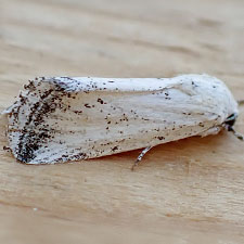 Leucocnemis variabilis