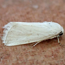 Leucocnemis variabilis