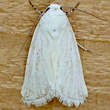 Leucocnemis variabilis