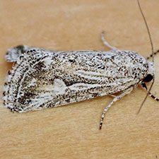 Leucocnemis variabilis