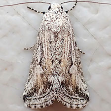 Leucocnemis variabilis