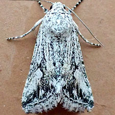 Leucocnemis variabilis