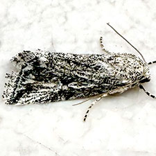 Leucocnemis variabilis