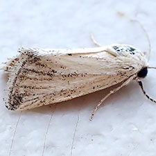 Leucocnemis variabilis