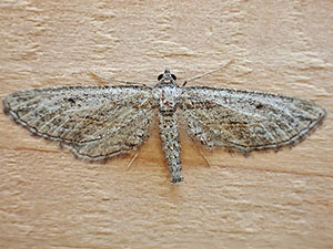 Hulstina nevadaria