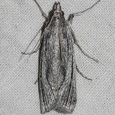 Echinocereta strigalis