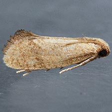 Acrolophus bicornutus