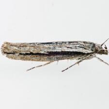 Ypsolopha barberella