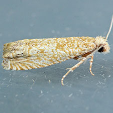 Pelochrista comatulana