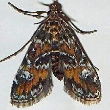 Elophila obliteralis