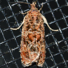 Olethreutes betulana