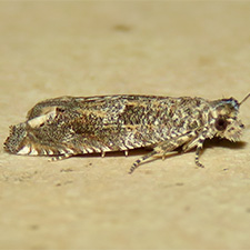 Epiblema numerosana