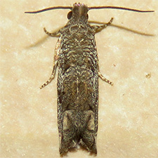 Epiblema numerosana