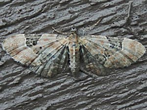 Eupithecia bowmani