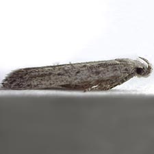 Scrobipalpopsis petrella