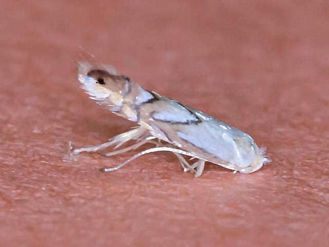 Phyllonorycter caryaealbella