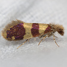 Neocrania bifasciata