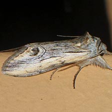 Opsigalea blanchardi