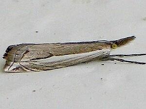 Raphiptera argillaceellus