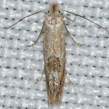 Bucculatrix sporobolella