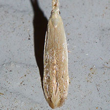 Coleophora manitoba