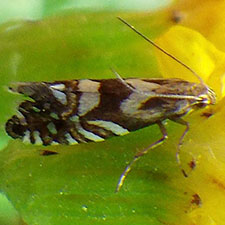 Glyphipterix californiae