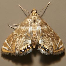 Petrophila hodgesi