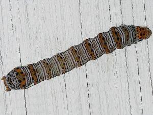 Alypia octomaculata