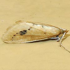 Arenochroa flavalis