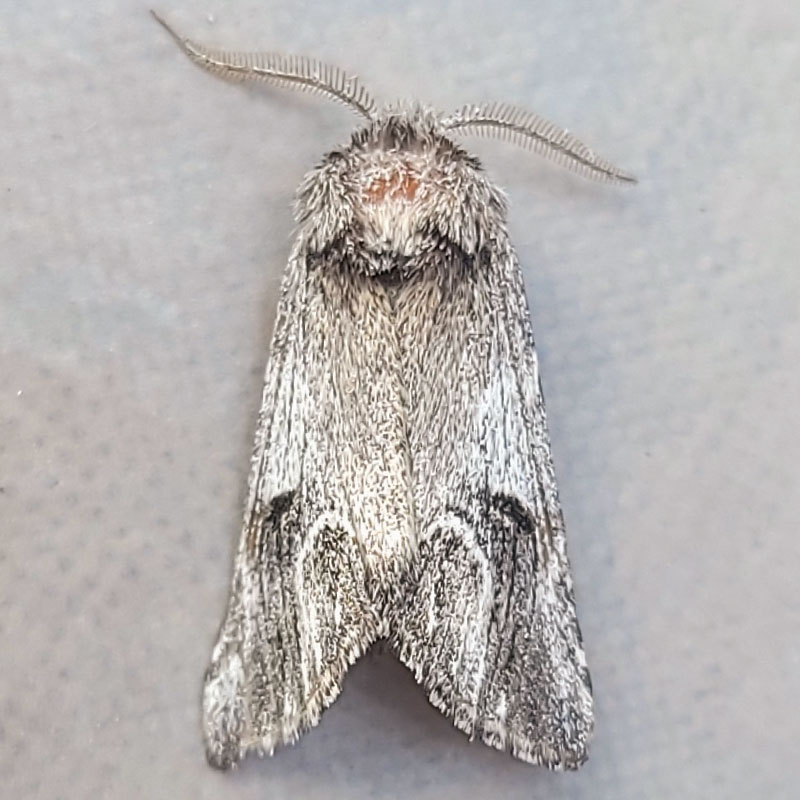 標本 Sternotomis mathildae 26mm 28mm Sternotomis mathildae 26mm 28mm - メルカリ