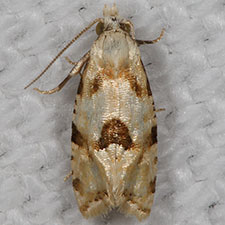 Aethesoides sp.