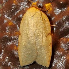 Amorbia synneurana