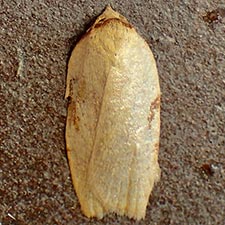 Amorbia synneurana