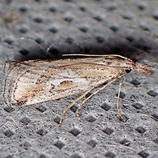 Moth Photographers Group – Living Moths Plate 51F – Pyralidae ...