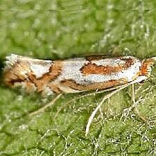 Phyllonorycter sp.