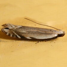 Battaristis nigratomella
