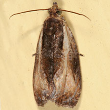 Olethreutes mysteriana