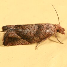 Pelochrista derelicta