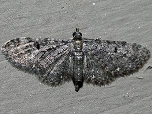Eupithecia fletcherata