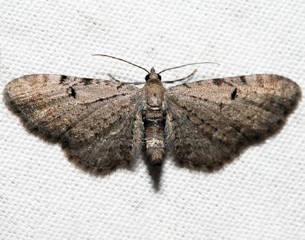 Eupithecia absinthiata