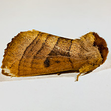 Datana major