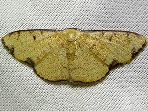 Semaeopus marginata