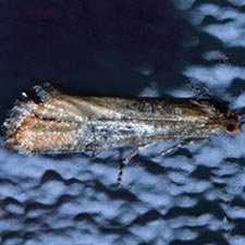 Rhyacionia neomexicana