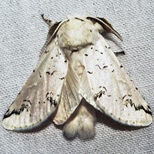 Moth Photographers Group – Living Moths Plate 21F – Notodontidae