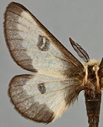 Hemileuca nevadensis
