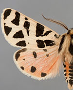 Apantesis nevadensis